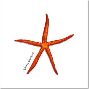 Velvety Sea Star Posters and Art